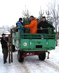 Christbaum selber schlagen